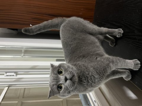 Scottish fold kedimiz