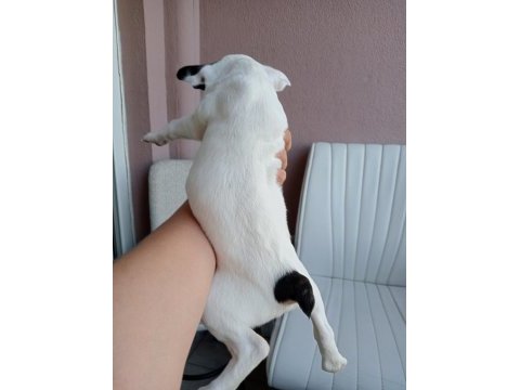 Orjinal french bulldog merle yavrumuz