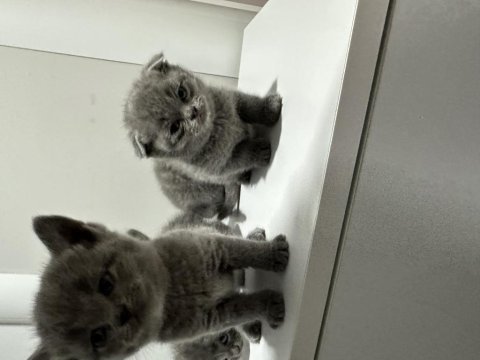 British shorthair yavrularımız