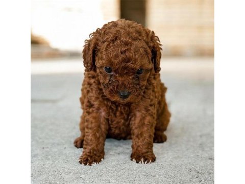 Teacup poodle yavrular