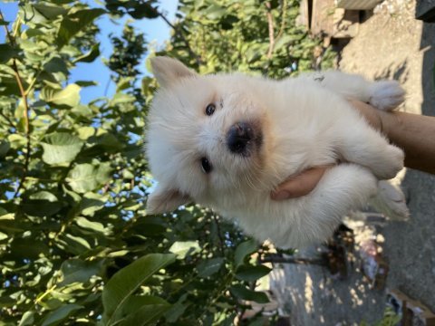 Irk garantili samoyed yavrumuz