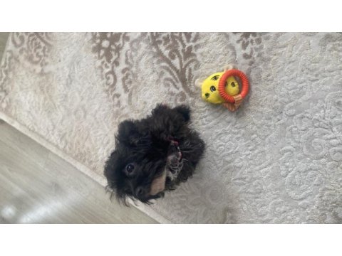 Maltipoo kızım lina (ücretsiz kedi maması karşılığında)