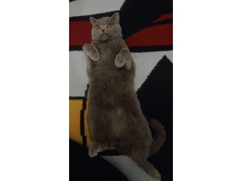British shorthair dişi