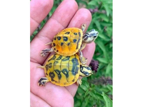 Fişek gibi hareketli kaplumbağalar