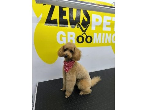 Toy poodle yavrularımız ömürlük aileleri bekliyor