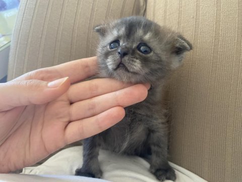 Mersin scottish fold british shorthair kedi