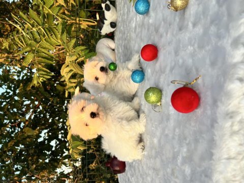 Kar beyaz maltese terrier yavrular