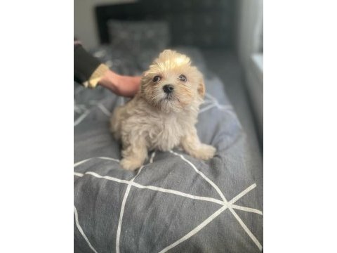 Burunsuz maltipoo teacup