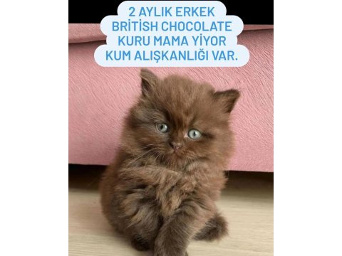 British longhair chocolate 2 aylık