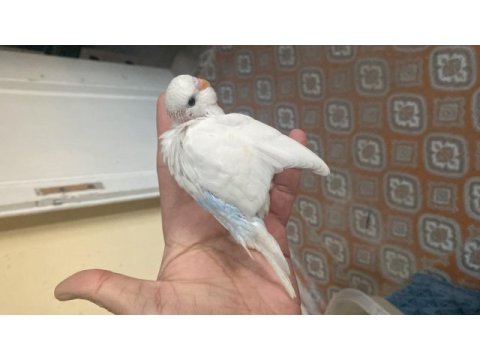 Renk güzeli muhabbet kuşu bebekler