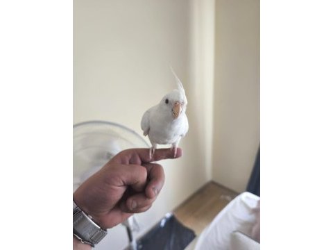 Sevgi pıtırcığı sultan papağanı