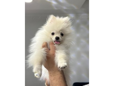 Pomeranian boo köpeği
