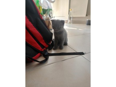 Evdeki sevimli scottish fold kuyruğum