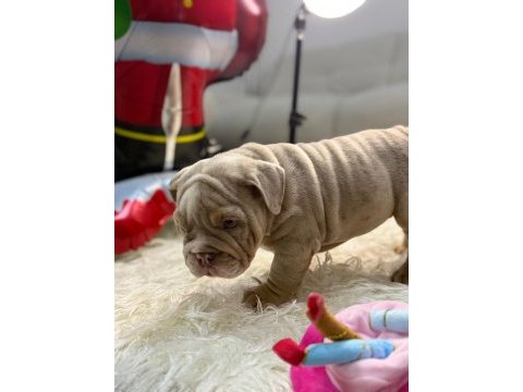 Türkiye deki en özel ingiliz bulldog yavrularımız