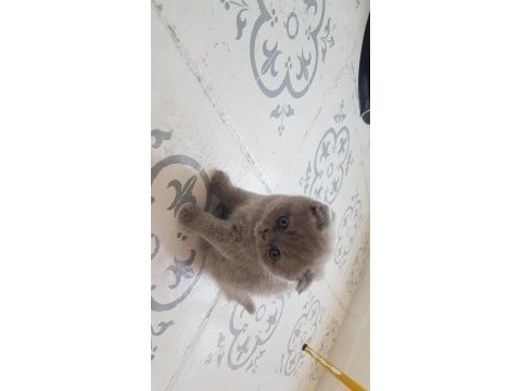 Muhteşem güzellikte scottish fold yavrularımız