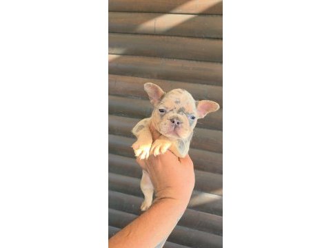 French bulldog köpeği