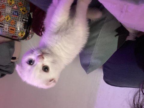 Safkan erkek ankara kedisi