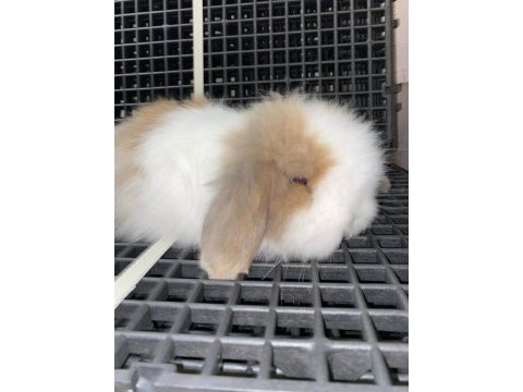 Hollanda lop tavşanı yavruları