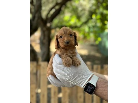 Maltipoo yavrularımızı canlı görerek alabilirsiniz