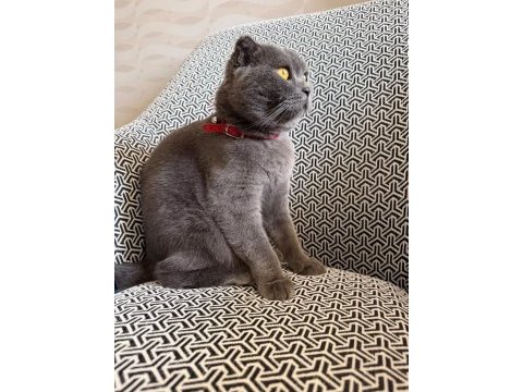 2 yaşında kısır scottish fold dişi