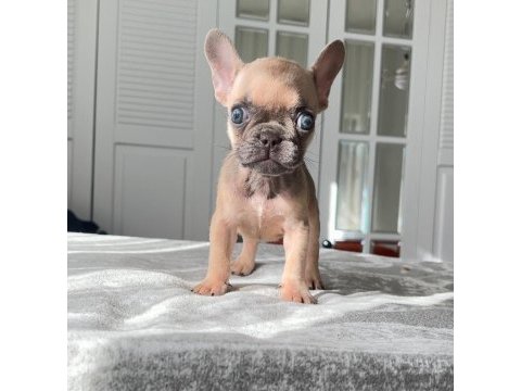 Mavi gözlü french bulldog yavrularım