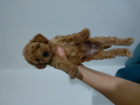 Dişi poodle yavrular kore babadan