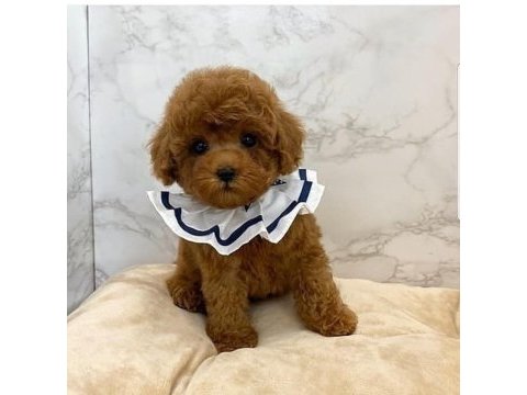 Minik poodle bebek