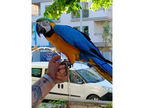 Full evcil sarı lacivert macaw papağanımız gelmiştir