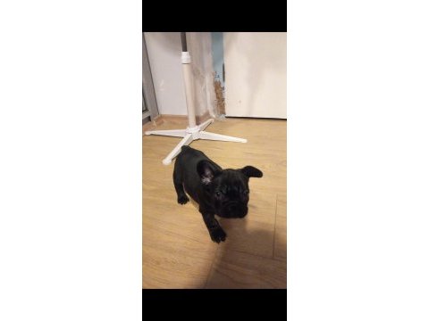 2 aylık french bulldog