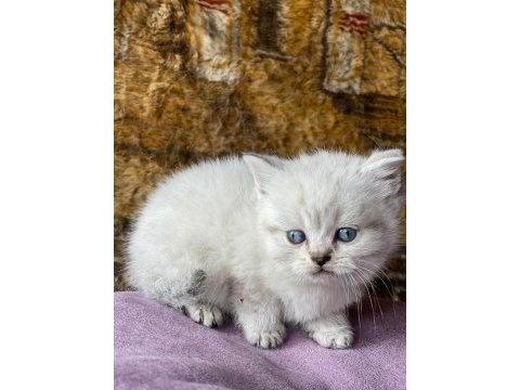Full orjinal lynx point british shorthair