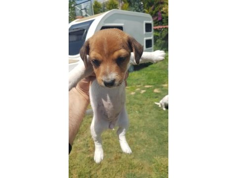 Show kalite fırlama jack russell terrier yavruları