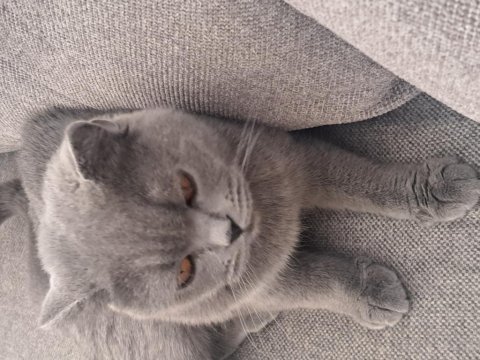 Scottish fold kedimizi sahiplendiriyoruz