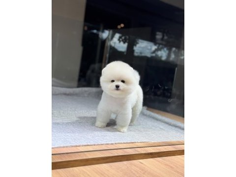 Sağlık ve ırk garantili pomeranian