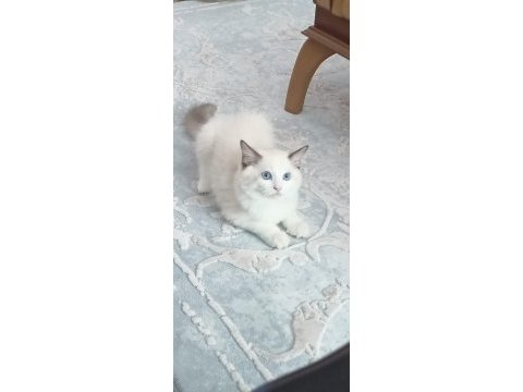 Asil karakterli full şecereli ragdoll yavrular