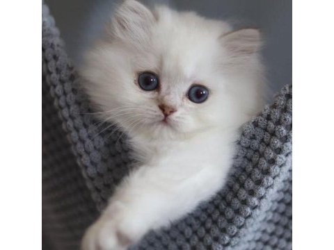 British longhair yavru kedimiz