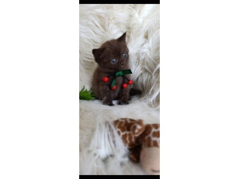 Harika çikolata british shorthair bebekler