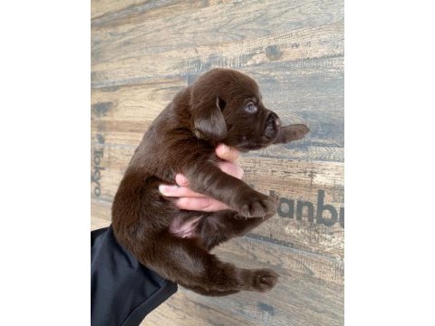 Safkan labrador yavruları