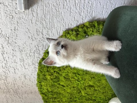Bebek kedilerimiz yeni yuvalarını arıyor