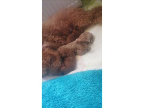 Teacup poodle küçük boy bebeklerim
