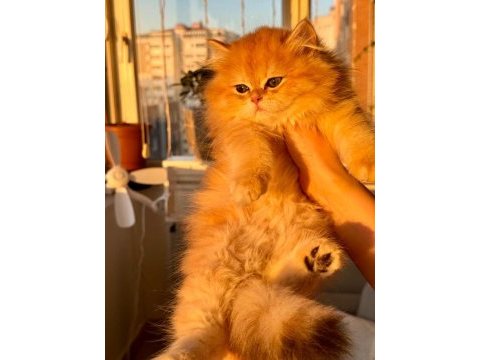 Yakışıklı golden british longhair
