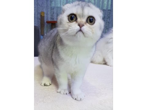 Scottish fold safkan yavrular