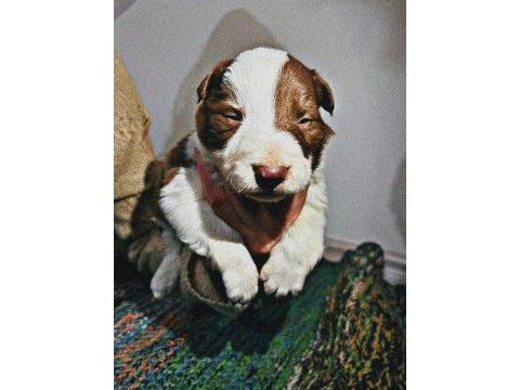 Kahverengi & klasik renkleriyle ırk garantili border collie