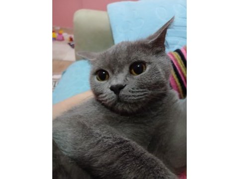 Yetişkin british shorthair