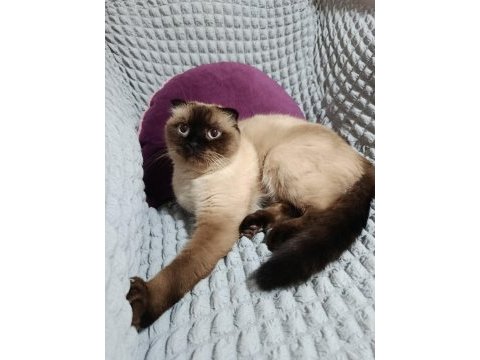Sahiplendirme kedimiz aşı ve kimliği mevcut sıcak kanlıdır