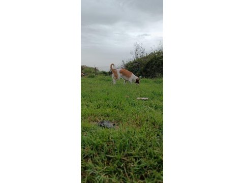 Toprağa yuva arıyoruz terrier köpeğime