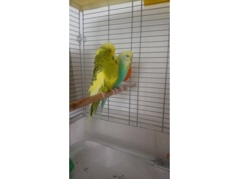 Jumbo takım muhabbet kuşu