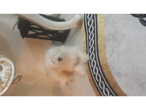 Sahiplendirilecek maltese köpeğimiz