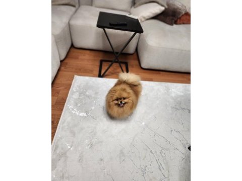 Dişi türkiyedeki en iyisi pomeranian