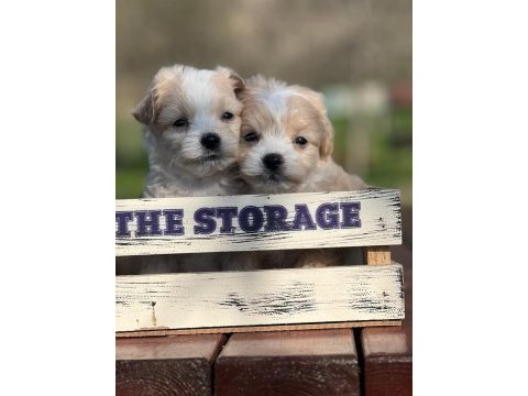 Erkek maltipoo yavrumuz