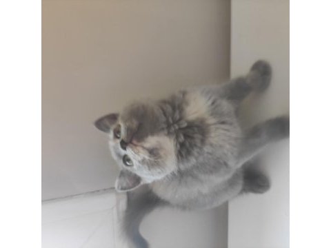 2 aylık british shorthair yavrular